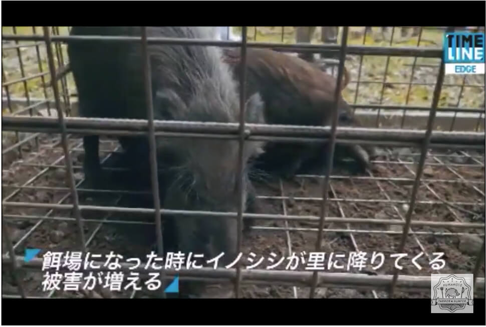 スクリーンショット
餌場になった時にイノシシが里に降りてくる
被害が増える